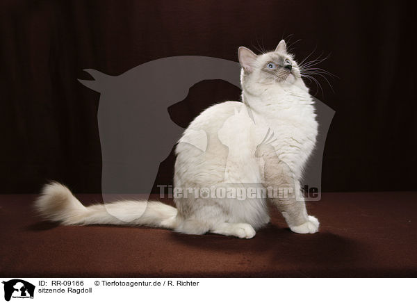 sitzende Ragdoll / sitting Ragdoll / RR-09166