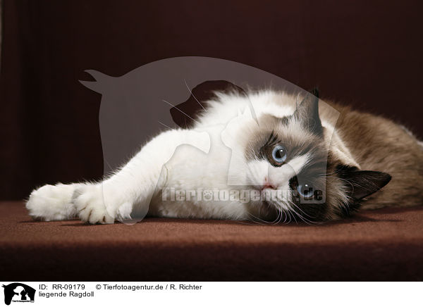 liegende Ragdoll / lying Ragdoll / RR-09179