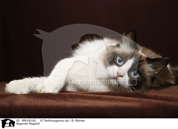 liegende Ragdoll / lying Ragdoll / RR-09180