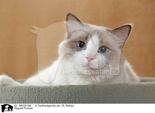 Ragdoll Portrait / Ragdoll Portrait / RR-09198