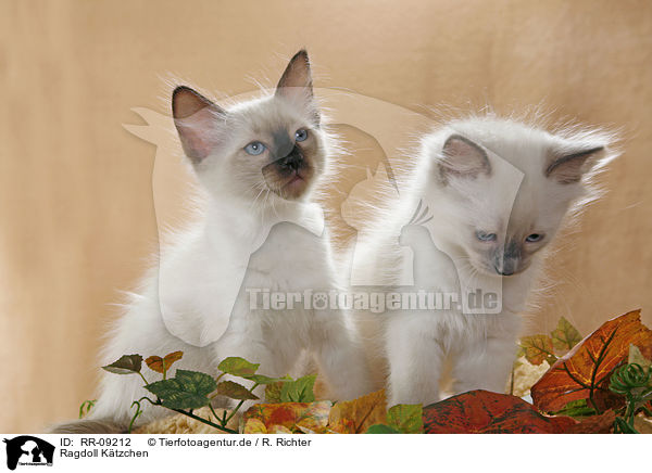 Ragdoll Ktzchen / Ragdoll Kitten / RR-09212