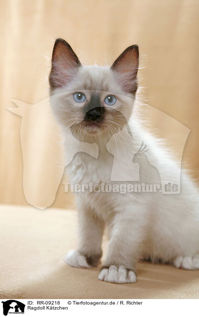 Ragdoll Ktzchen / Ragdoll Kitten / RR-09218