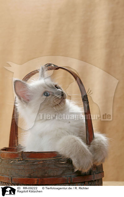 Ragdoll Ktzchen / Ragdoll Kitten / RR-09222