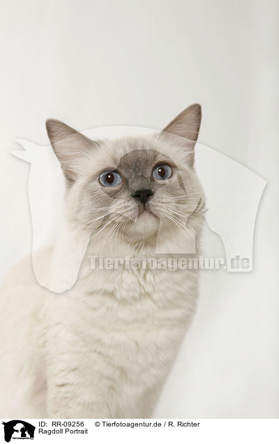 Ragdoll Portrait / Ragdoll Portrait / RR-09256