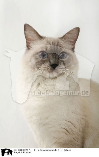 Ragdoll Portrait / Ragdoll Portrait / RR-09257