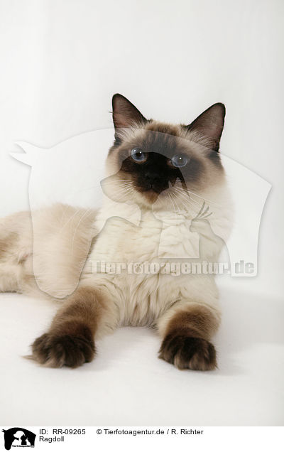 Ragdoll / Ragdoll / RR-09265