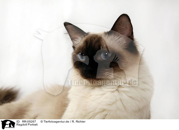 Ragdoll Portrait / Ragdoll Portrait / RR-09267