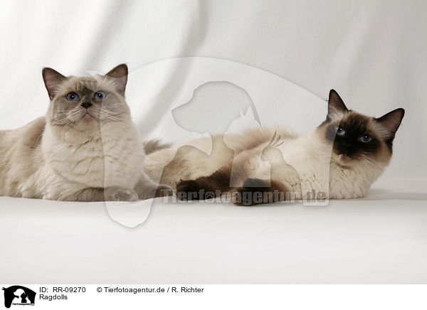 Ragdolls / Ragdolls / RR-09270