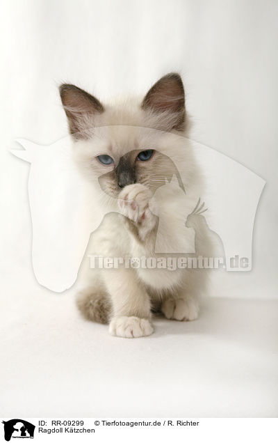 Ragdoll Ktzchen / Ragdoll Kitten / RR-09299