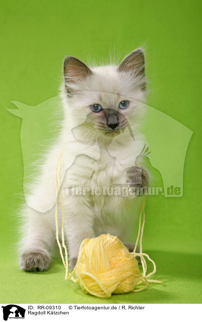 Ragdoll Ktzchen / Ragdoll Kitten / RR-09310