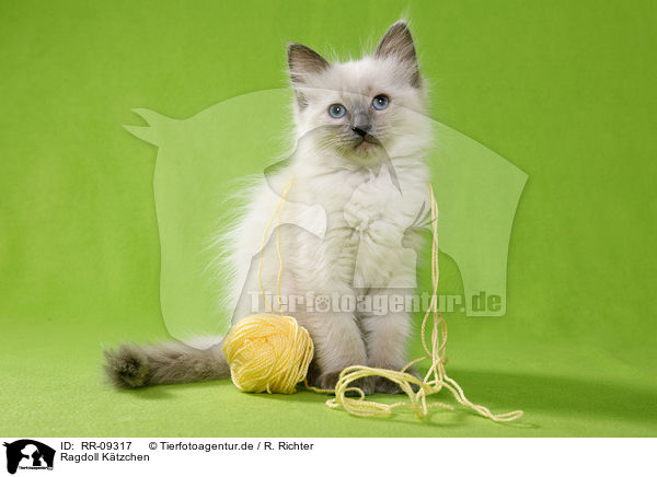 Ragdoll Ktzchen / Ragdoll Kitten / RR-09317