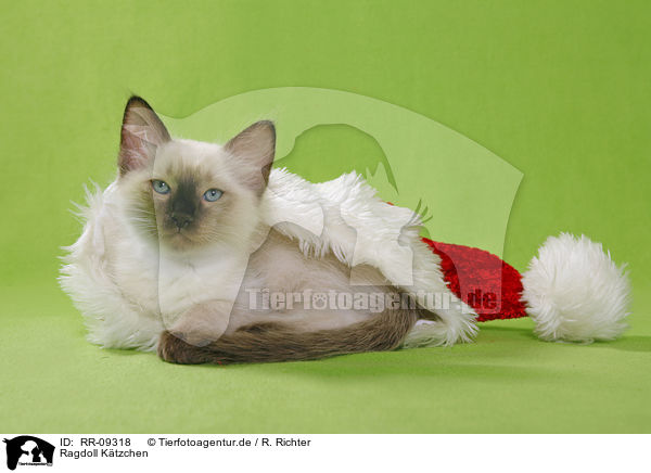 Ragdoll Ktzchen / Ragdoll Kitten / RR-09318