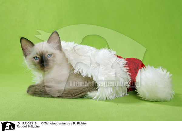 Ragdoll Ktzchen / Ragdoll Kitten / RR-09319