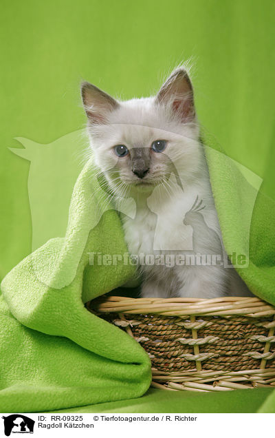 Ragdoll Ktzchen / Ragdoll Kitten / RR-09325