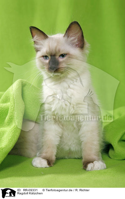 Ragdoll Ktzchen / Ragdoll Kitten / RR-09331