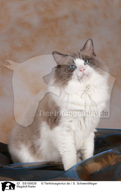 Ragdoll Kater / Ragdoll tomcat / SS-06828