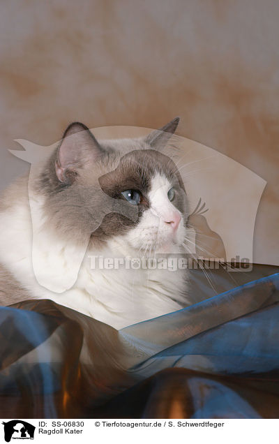 Ragdoll Kater / Ragdoll tomcat / SS-06830