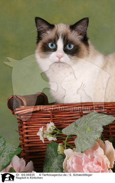 Ragdoll in Krbchen / Ragdoll in basket / SS-06835