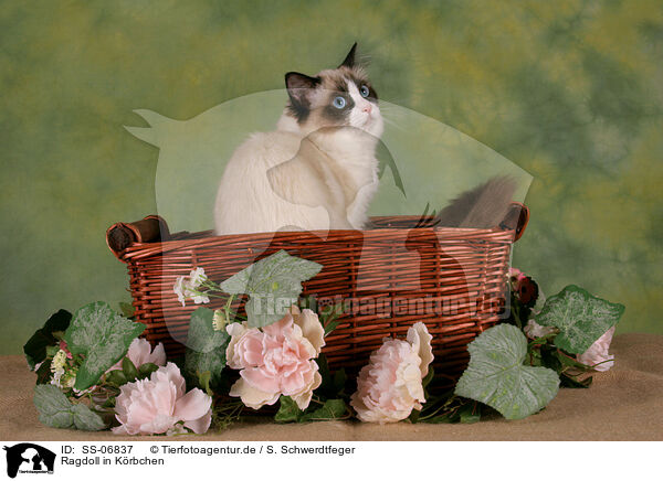 Ragdoll in Krbchen / Ragdoll in basket / SS-06837