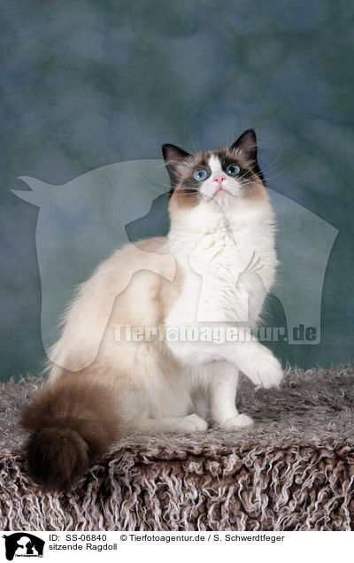 sitzende Ragdoll / sitting Ragdoll / SS-06840