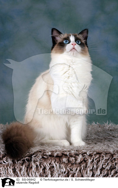 sitzende Ragdoll / sitting Ragdoll / SS-06842