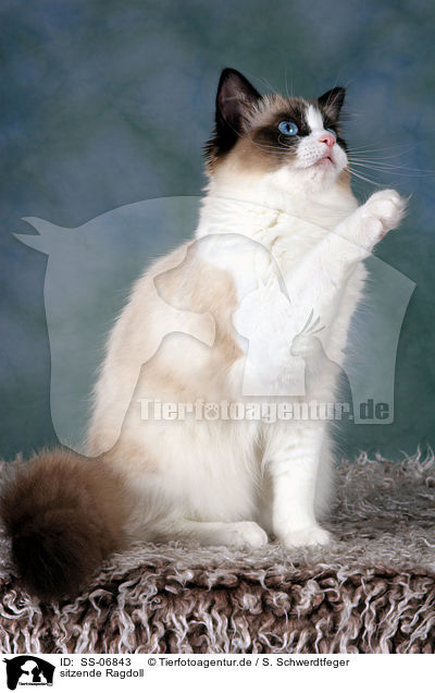 sitzende Ragdoll / sitting Ragdoll / SS-06843