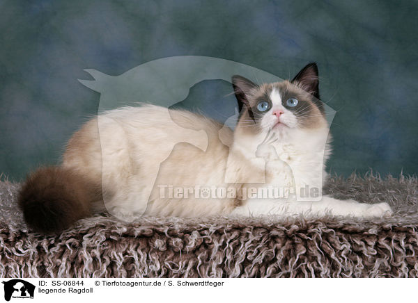 liegende Ragdoll / lying Ragdoll / SS-06844