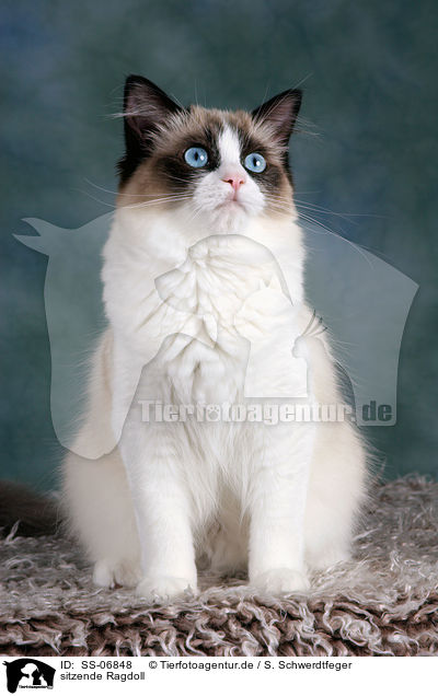 sitzende Ragdoll / sitting Ragdoll / SS-06848