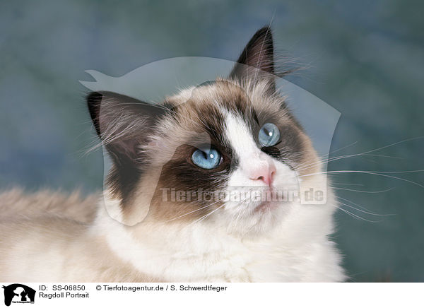 Ragdoll Portrait / Ragdoll Portrait / SS-06850