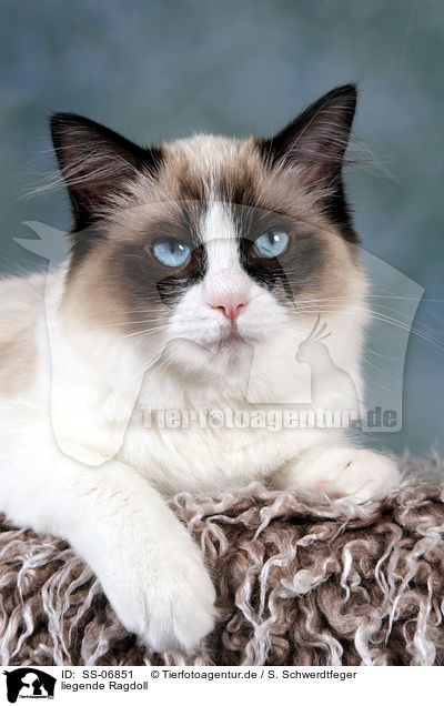 liegende Ragdoll / lying Ragdoll / SS-06851