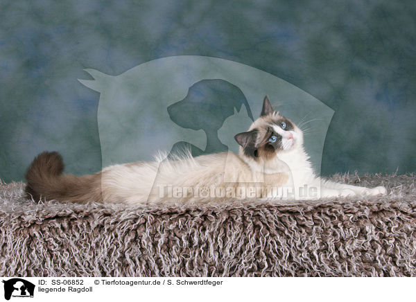 liegende Ragdoll / lying Ragdoll / SS-06852