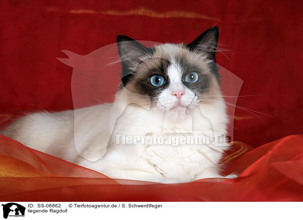 liegende Ragdoll / lying Ragdoll / SS-06862