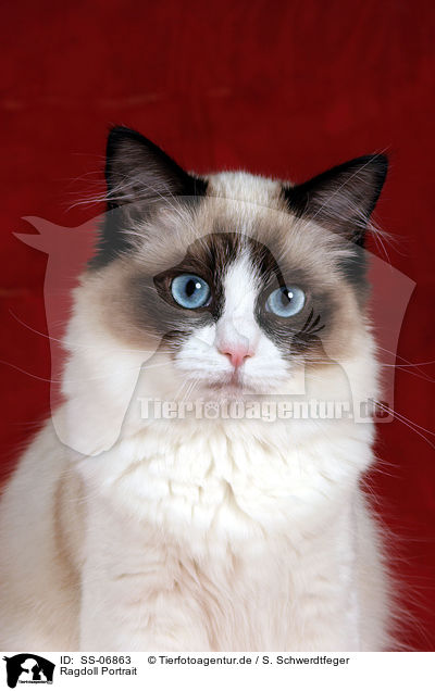 Ragdoll Portrait / Ragdoll Portrait / SS-06863