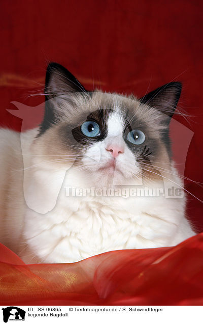 liegende Ragdoll / lying Ragdoll / SS-06865