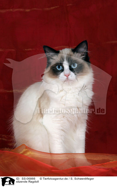 sitzende Ragdoll / sitting Ragdoll / SS-06866