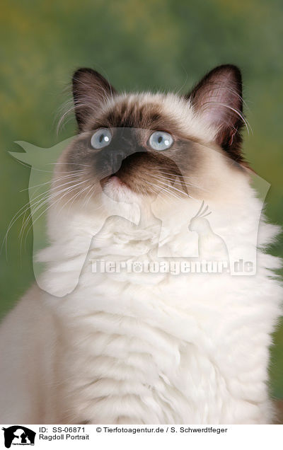 Ragdoll Portrait / Ragdoll Portrait / SS-06871