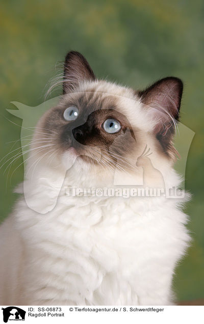 Ragdoll Portrait / Ragdoll Portrait / SS-06873