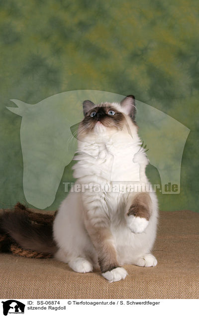 sitzende Ragdoll / sitting Ragdoll / SS-06874