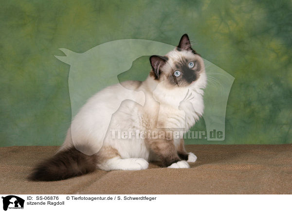 sitzende Ragdoll / sitting Ragdoll / SS-06876