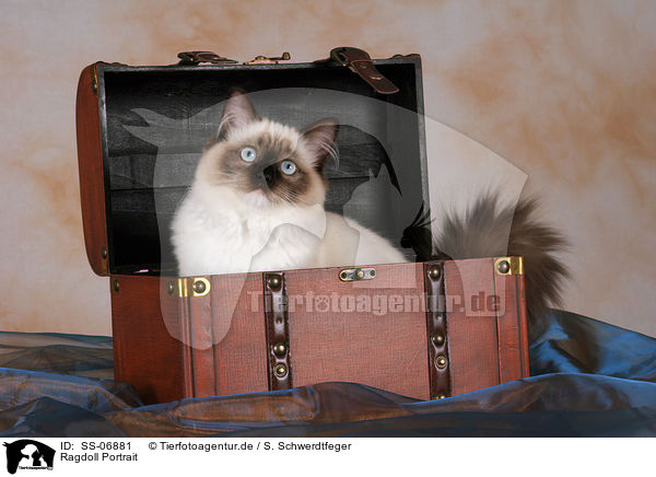 Ragdoll Portrait / Ragdoll Portrait / SS-06881