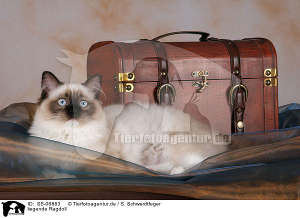 liegende Ragdoll / lying Ragdoll / SS-06883