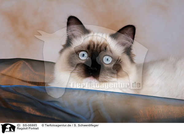 Ragdoll Portrait / Ragdoll Portrait / SS-06885