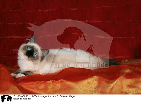 liegende Ragdoll / lying Ragdoll / SS-06893