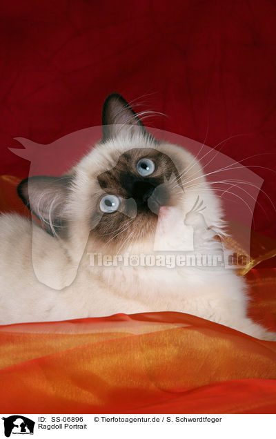 Ragdoll Portrait / Ragdoll Portrait / SS-06896