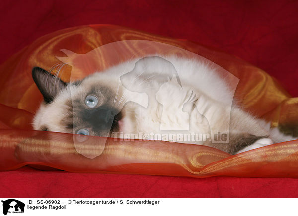 liegende Ragdoll / lying Ragdoll / SS-06902