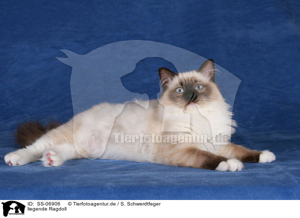 liegende Ragdoll / lying Ragdoll / SS-06906