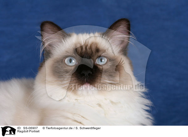 Ragdoll Portrait / Ragdoll Portrait / SS-06907