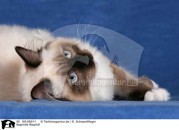 liegende Ragdoll / lying Ragdoll / SS-06911