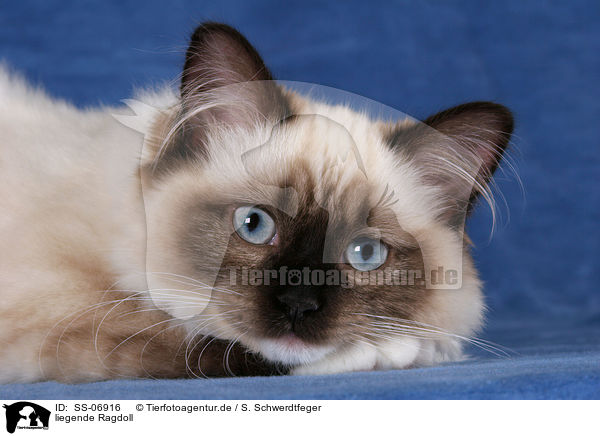 liegende Ragdoll / lying Ragdoll / SS-06916