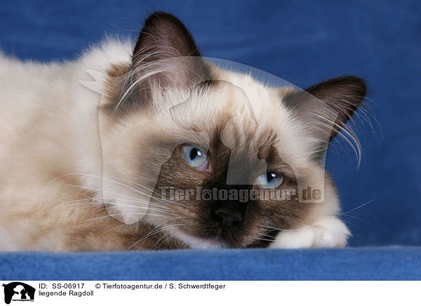 liegende Ragdoll / lying Ragdoll / SS-06917